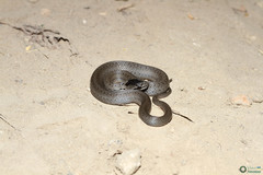 Coronella austriaca