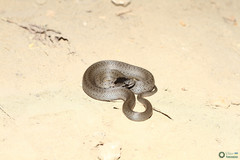 Coronella austriaca