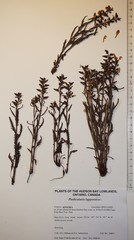 Pedicularis lapponica