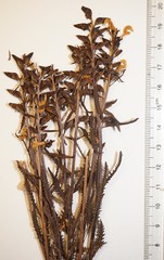 Pedicularis lapponica