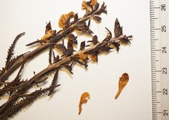 Pedicularis lapponica