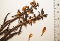 Pedicularis lapponica