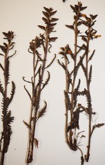 Pedicularis lapponica