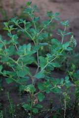 Acanthospermum hispidum