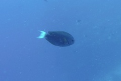 Acanthurus thompsoni