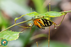 Heliconius numata silvana