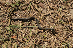 Coronella austriaca
