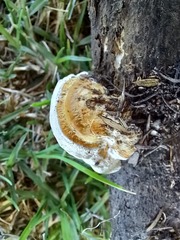 Truncospora ochroleuca