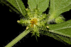 Acanthospermum hispidum