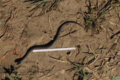 Coronella austriaca