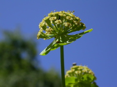 Bupleurum angulosum