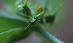 Acanthospermum hispidum