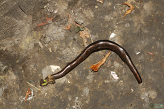 Anguis colchica