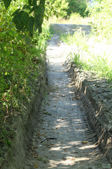 Anguis colchica