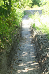 Anguis colchica