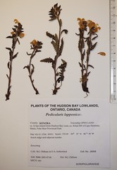 Pedicularis lapponica