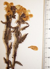 Pedicularis lapponica