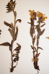 Pedicularis lapponica