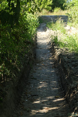 Anguis colchica