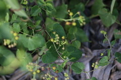 Pentarrhinum insipidum