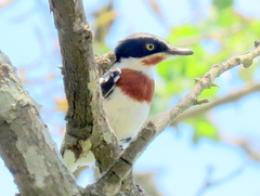 Batis molitor molitor