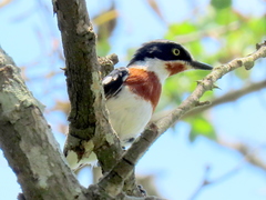 Batis molitor molitor