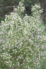 Erica brownleeae