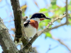 Batis molitor molitor