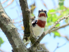 Batis molitor molitor