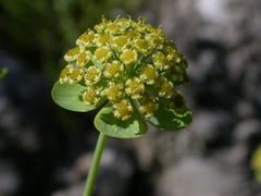 Bupleurum angulosum