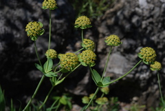 Bupleurum angulosum