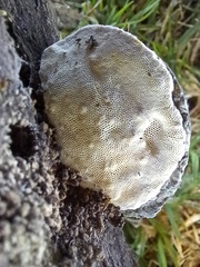 Truncospora ochroleuca