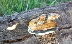 Truncospora ochroleuca