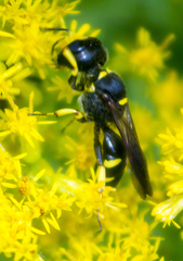 Ectemnius lapidarius