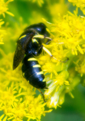 Ectemnius lapidarius