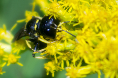 Ectemnius lapidarius