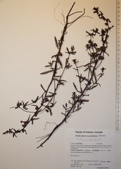 Pedicularis parviflora