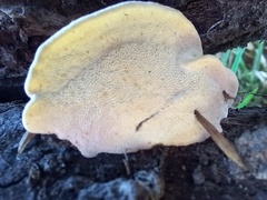 Truncospora ochroleuca