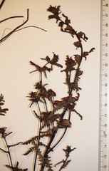 Pedicularis parviflora