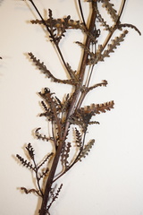 Pedicularis parviflora