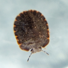 Cyrtocoris