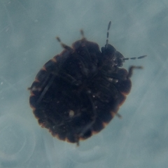 Cyrtocoris