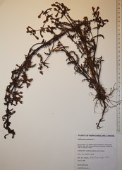 Pedicularis palustris