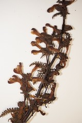 Pedicularis palustris