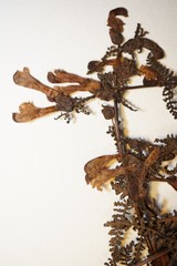 Pedicularis palustris