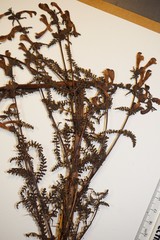 Pedicularis palustris