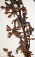 Pedicularis palustris