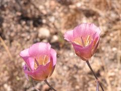 Calochortus plummerae