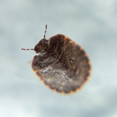 Cyrtocoris