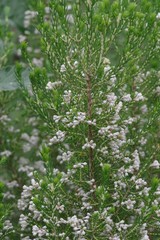 Erica brownleeae